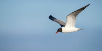 LaughingGull_JF94252