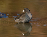 Rails & Cranes (Sora, Coot, Etc.)