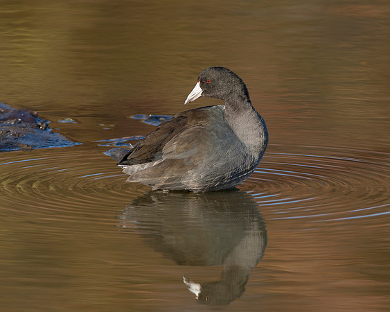American Coot_Juvenile_JF05527