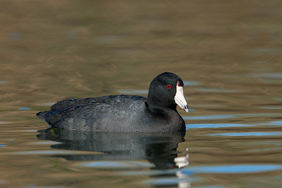 AmericanCoot_JF05926
