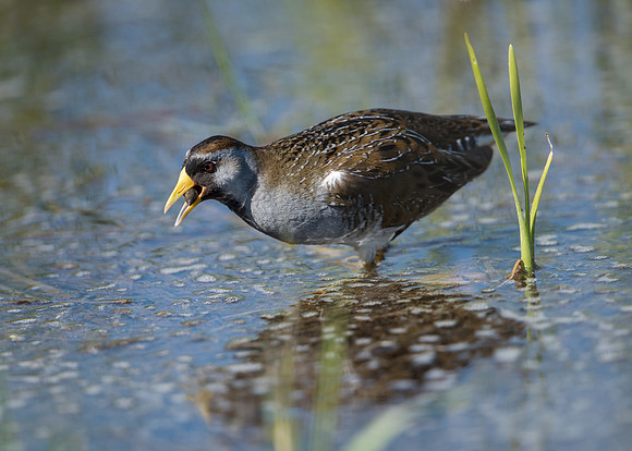 Sora & Snail_JFF4559