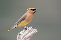 Waxwings, Shrikes, Pipits & Starlings