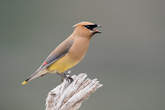 Cedar Waxwing