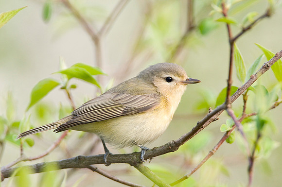 Warbling Vireo DSC0074
