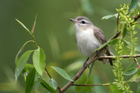 Vireos