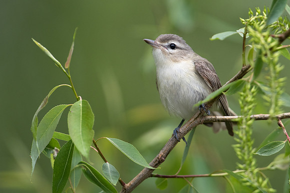Vireo_Warbling_JF93453