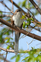 Doves & Cuckoos