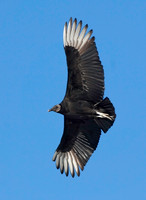 Vultures, Hawks & Falcons