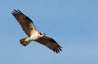 Osprey_JF02910