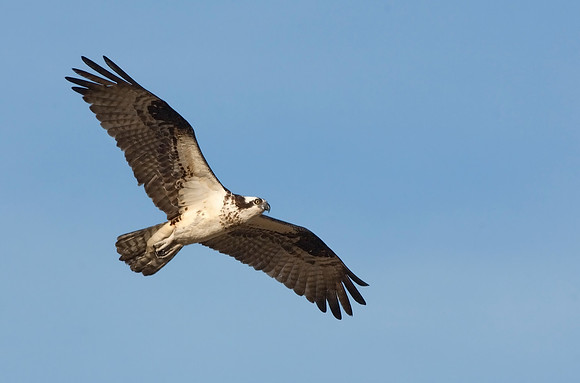 Osprey_JF02910