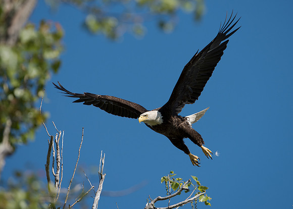 Bald Eagle_JFF4705
