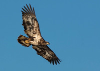 Bald Eagle, 2nd Year JF01932
