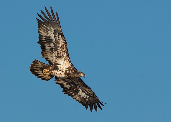 Bald Eagle, 2nd Year JF01932
