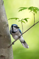 Blue Jay JF98691