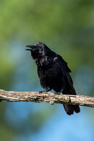 Fish Crow_V_JF00519