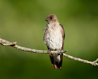Swallow_Rough-winged_JF09422