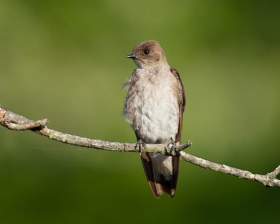 Swallow_Rough-winged_JF09422