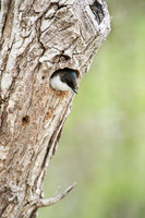 Tree Swallow Female_JF93175