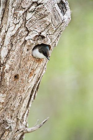 Tree Swallow Female_JF93175