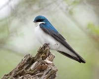 Tree Swallow_Male JF93185
