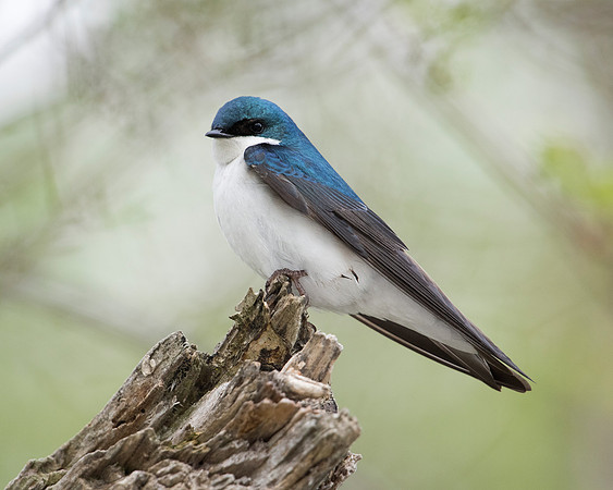 Tree Swallow_Male JF93185
