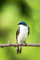 Tree Swallow_Male DSC0034