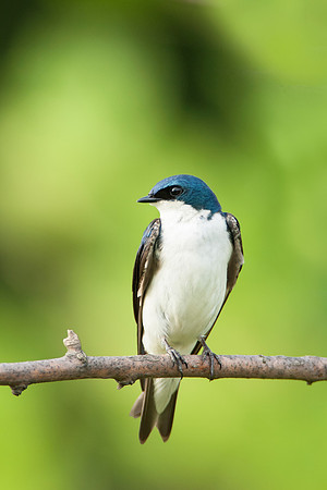 Tree Swallow_Male DSC0034