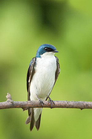Tree Swallow _DSC0027