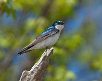 Tree Swallow_JF07915