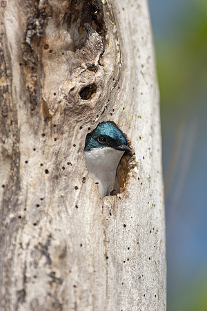 Tree Swallow_JF07828