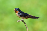 Barn Swallow_JF09631