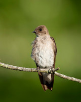 Northern Rough-winged Swallow_JF09422
