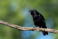 Fish Crow_JF00519