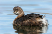 Loons & Grebes