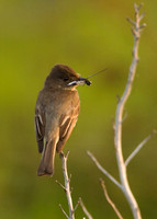 Flycatchers