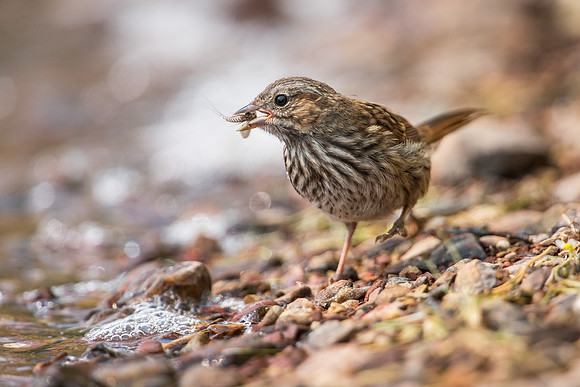 Song Sparrow with Prey