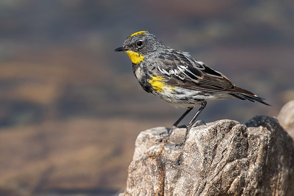 Yellow-rumped Warbler, Male
