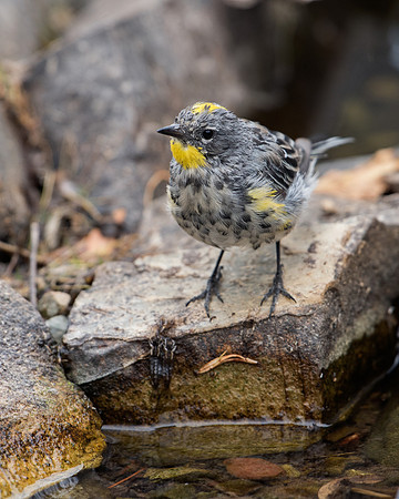 Yellow-rumped Warbler Female_JF90454
