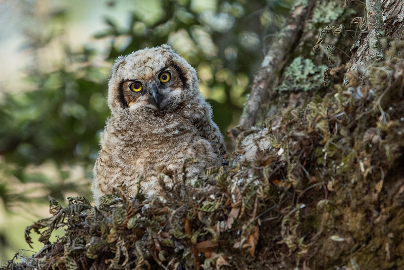 Great Horned Owlet