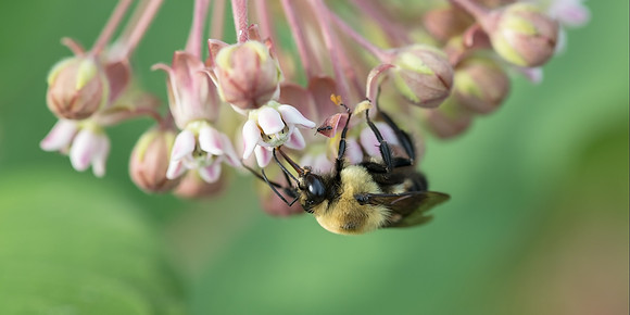 Bumblebee on Milkweed_J1F8707