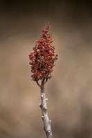 Smooth Sumac Fruit_J1F1280