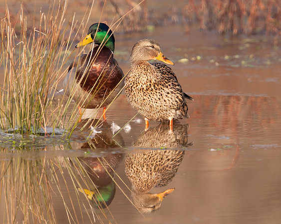 Mallard Pair I