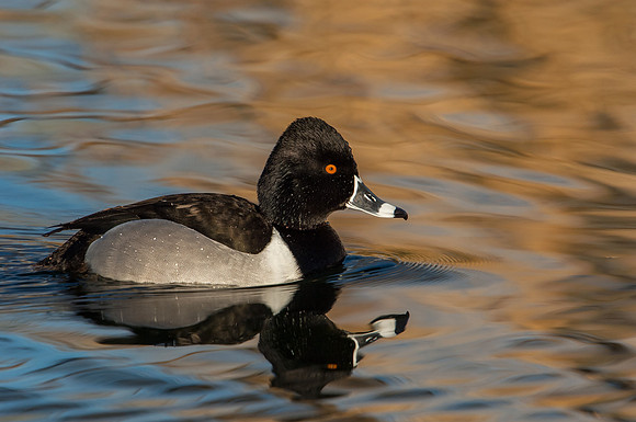 Duck_Ring-necked_JF05590