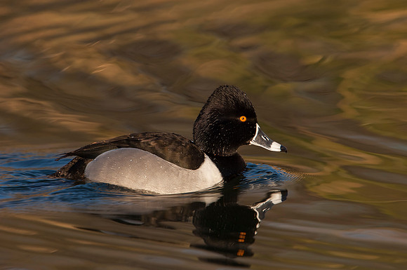 Ring-necked Duck_Male_JF05591