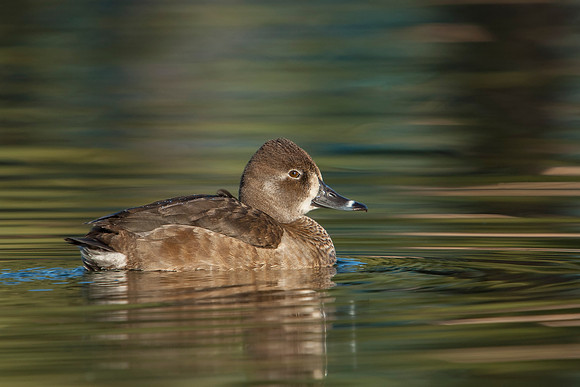 Ring-necked Duck_Female_JF05685