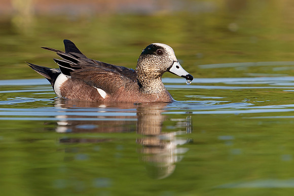 American Wigeon_Male_JF05838