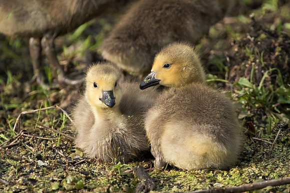 Canada Gosling Pair_JFF6618