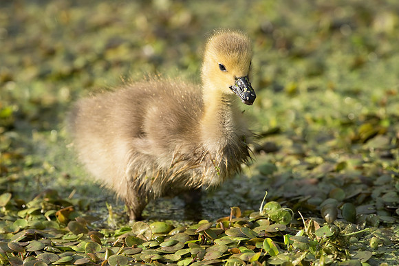 Canada Gosling_JFF6568