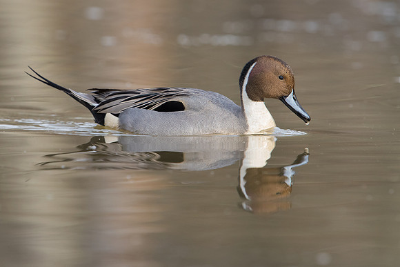 Northern Pintail_JF07668