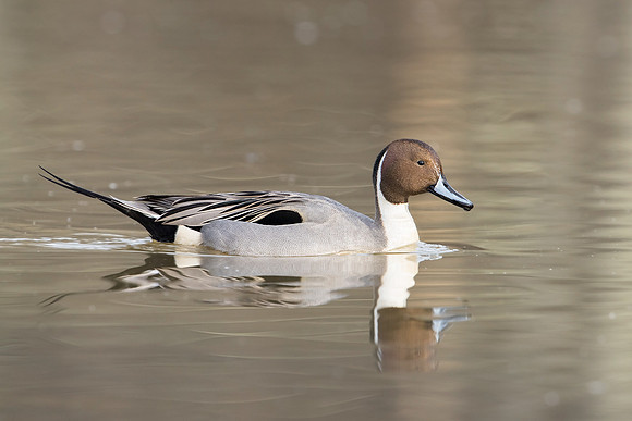 Northern Pintail Male_JF07666